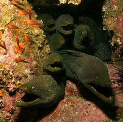 The Morays of Malpelo Island, Colombia by Ofer Ketter 